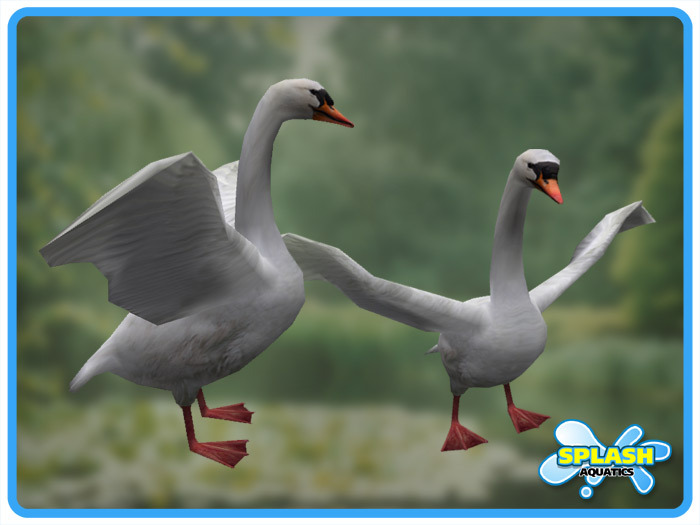 White Swan - Stretching