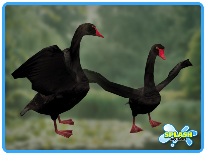 Black Swan - Stretching