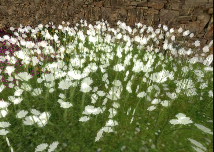 *otm* Daisies set taller and smaller