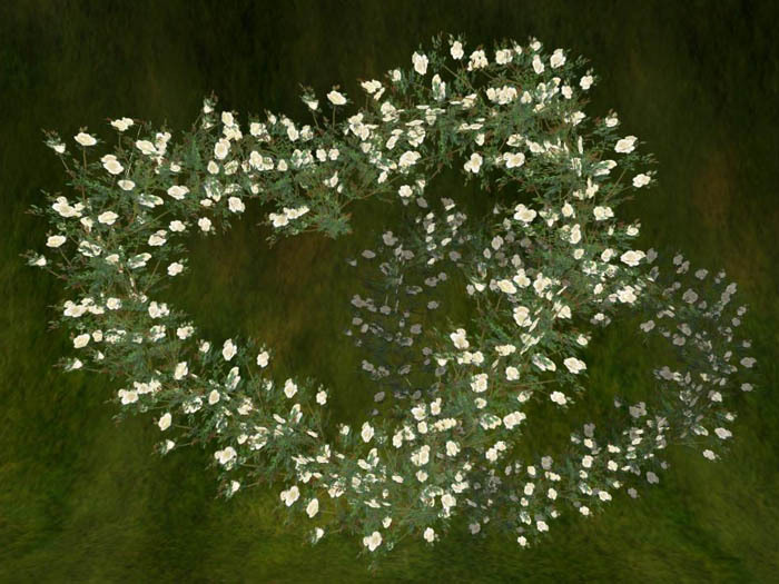 Heart Rose Wreath_white