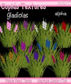 *CUPIDS* 9 GLADIOLAS Flowers Textures