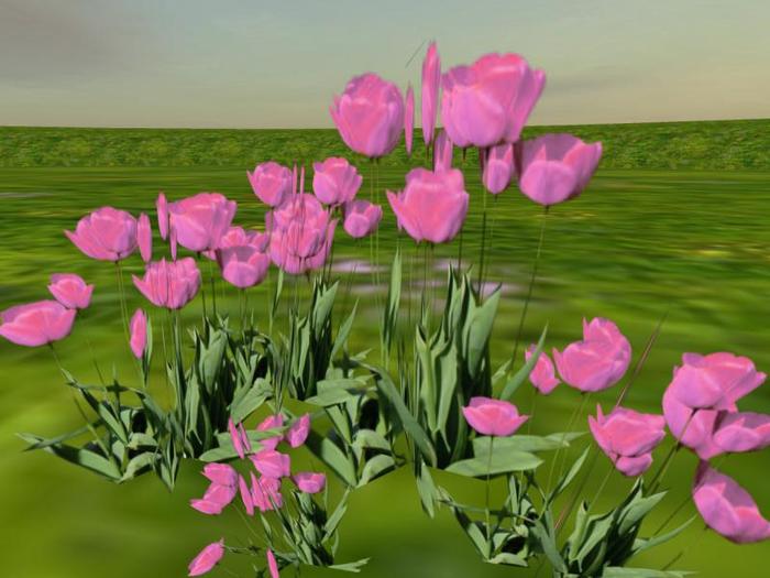 Cluster of Tulips: Pink (One of our many catalogue entries for Spring arbors, trees, shrubs and landscaping items))