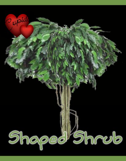 Shaped Shrub