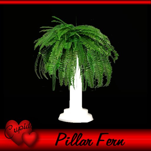 Pillar Fern