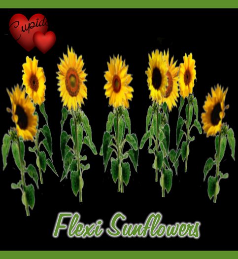 Flexi Sunflowers