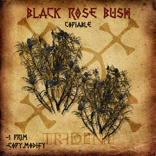 Black Rose Bush