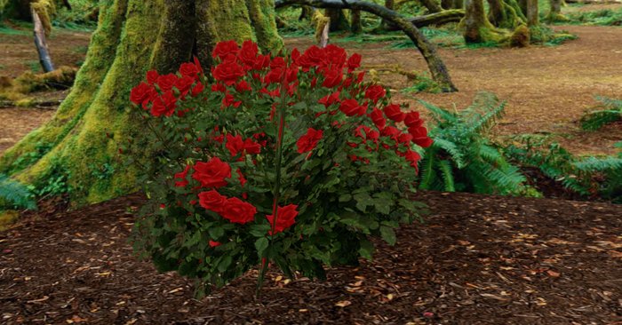 rose bush red 2n