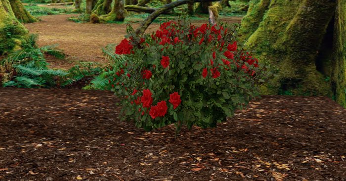 rose bush red 3n