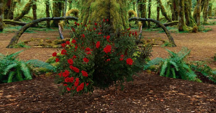 rose bush red 4n