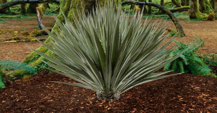 tropical agave 2