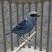 Passarm%20bird%20closeup