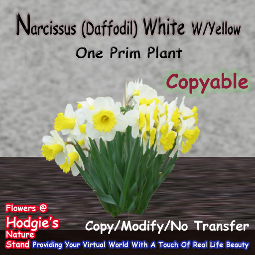 Hodgie's Flowers & Plants  --  Narcissus (White W/Yellow Center)One Prim Plant(Copyable)