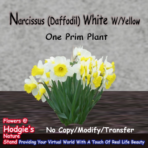 Hodgie's Flowers & Plants  --  Narcissus (White W/Yellow Center)(One Prim Sculpty Plant) Daffodil