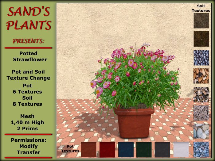 Potted Strawflower, Pot and Soil Texture Change, Mesh