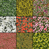 Texture Pack Flower beds seamles tileable (2201-2210)