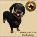 Vkc dachshund market place advert 02