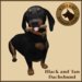 Vkc dachshund market place advert 05