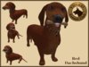 Vkc red dachshund market place advert 01
