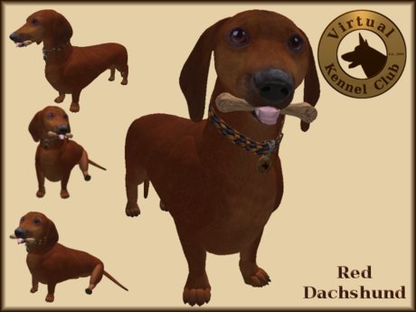 kennel club dachshund