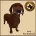 Vkc red dachshund market place advert 02