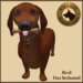 Vkc red dachshund market place advert 03