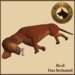 Vkc red dachshund market place advert 04
