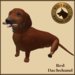 Vkc red dachshund market place advert 05