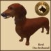 Vkc red dachshund market place advert 06