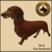 Vkc red dachshund market place advert 07
