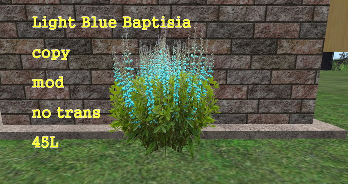 Baptisia Light Blue