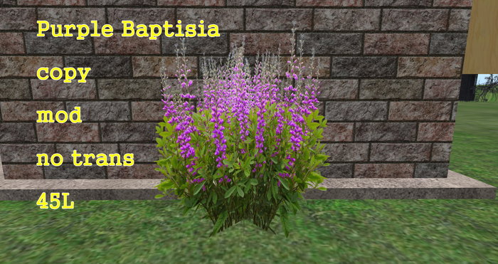 Baptisia Purple