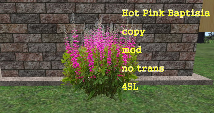 Baptisia Hot Pink