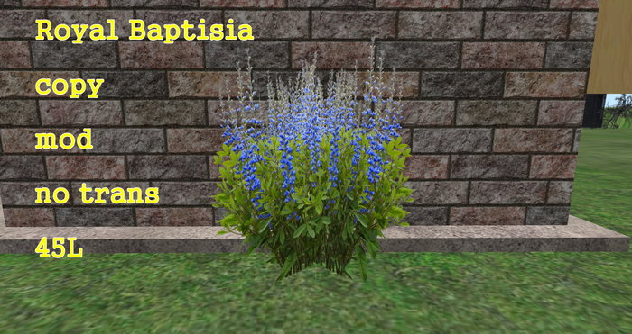 Baptisia Royal