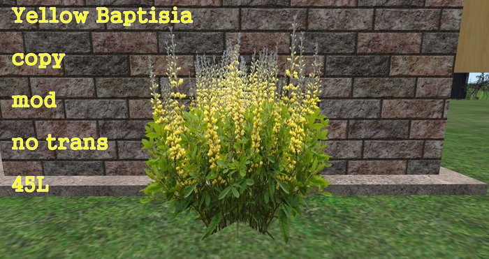 Baptisia Yellow