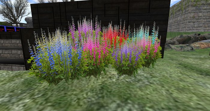 Baptisia fat pack