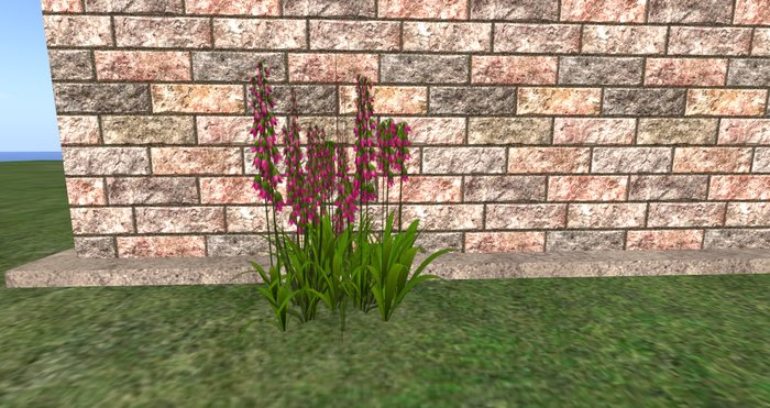 pink bell flower7