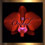 * Orchid Coture *
