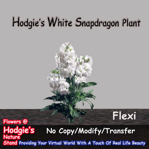 Hodgie's Flowers & Plants  --  Snapdragon (White) Flexi Plant