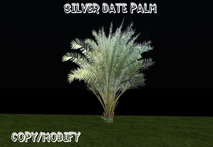 Silver Date Palm (1 Prim)