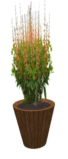 Baptista Bush Orange - medium large