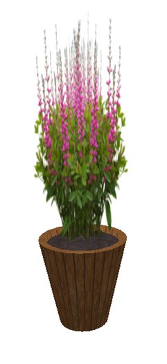Baptista Bush Fushia - medium large