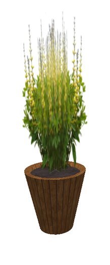 Bapista Bush Yellow - medium large