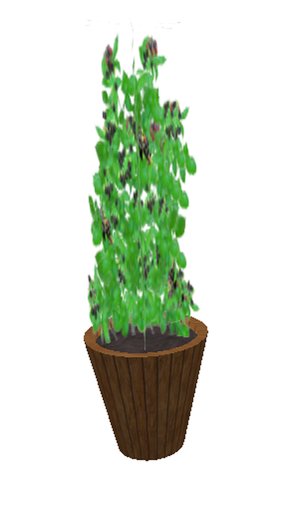 Blackberry Bush- medium large