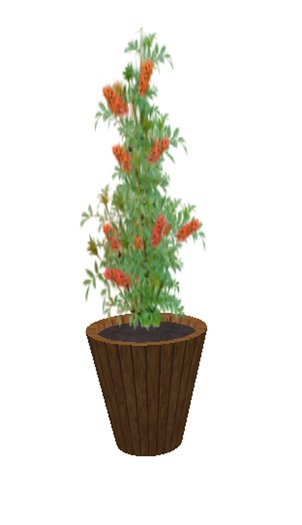 Butterfly Bush Orange- medium large