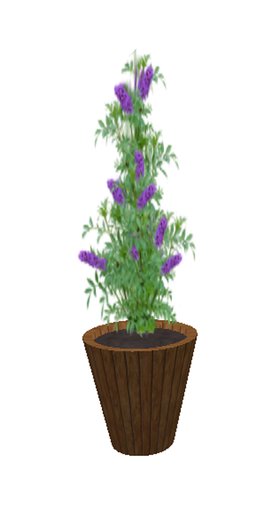 Butterfly Bush Purple- medium large
