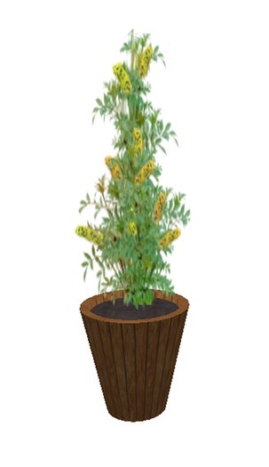 Butterfly Bush Yellow- medium large