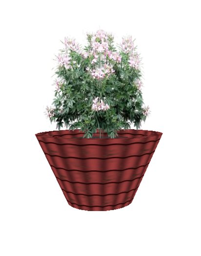 Cleome White - med