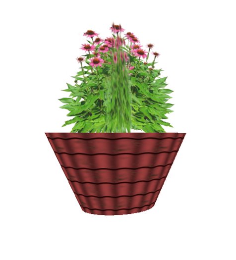 Echinacea - medium