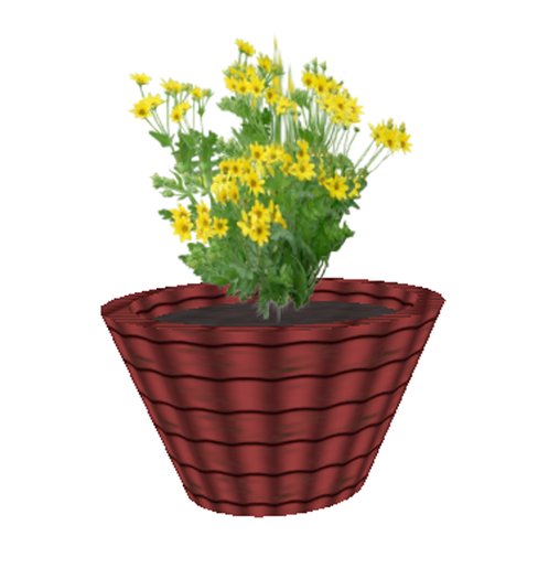 Englemann Daisy- med