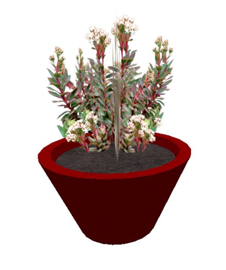 Live Forever Plant - medium
